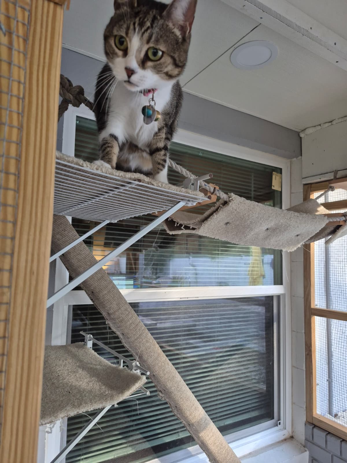 A cat relaxing in a cozy hammock in our Cat Suite