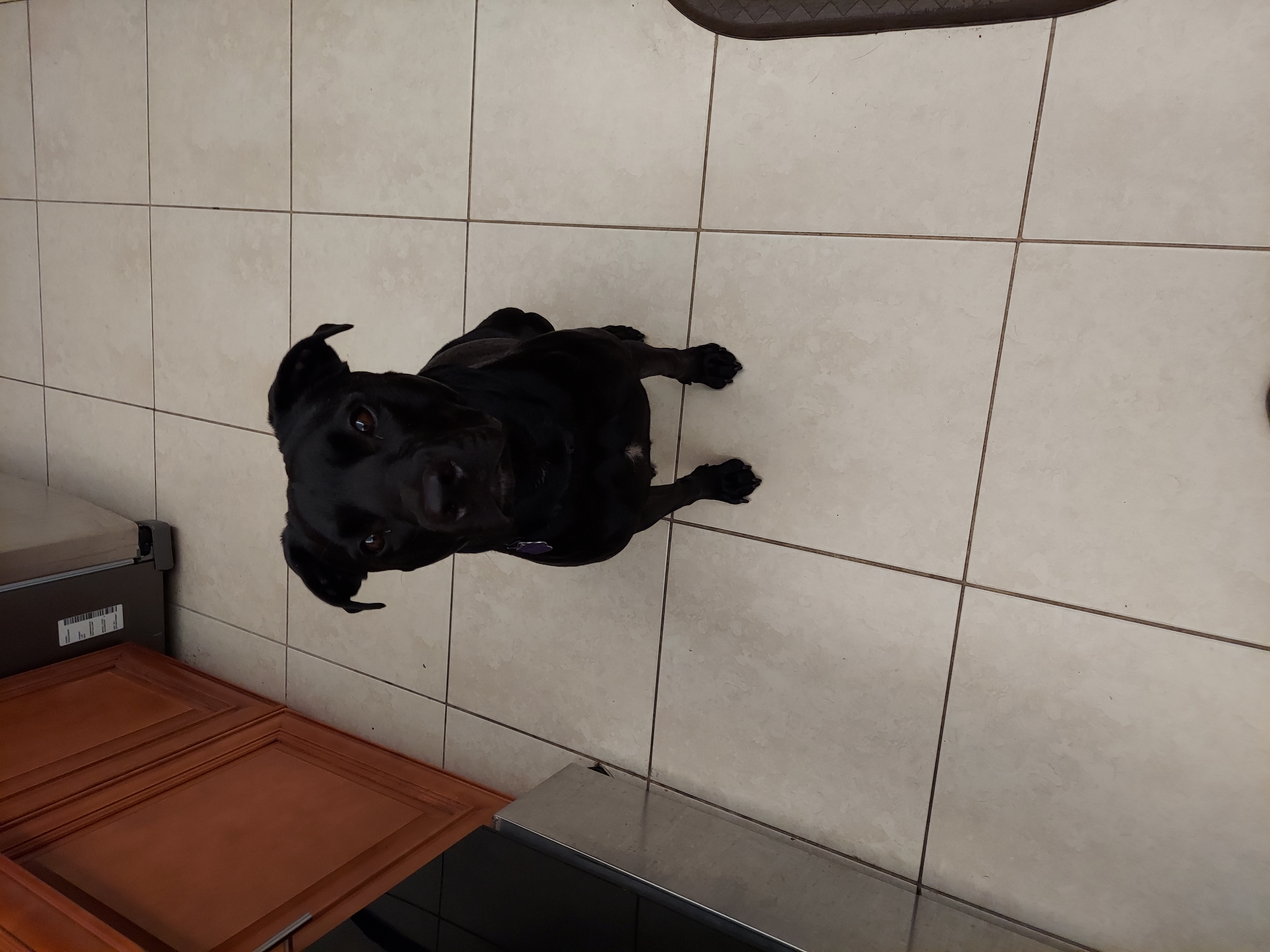 Luna sitting beautifully inside the house