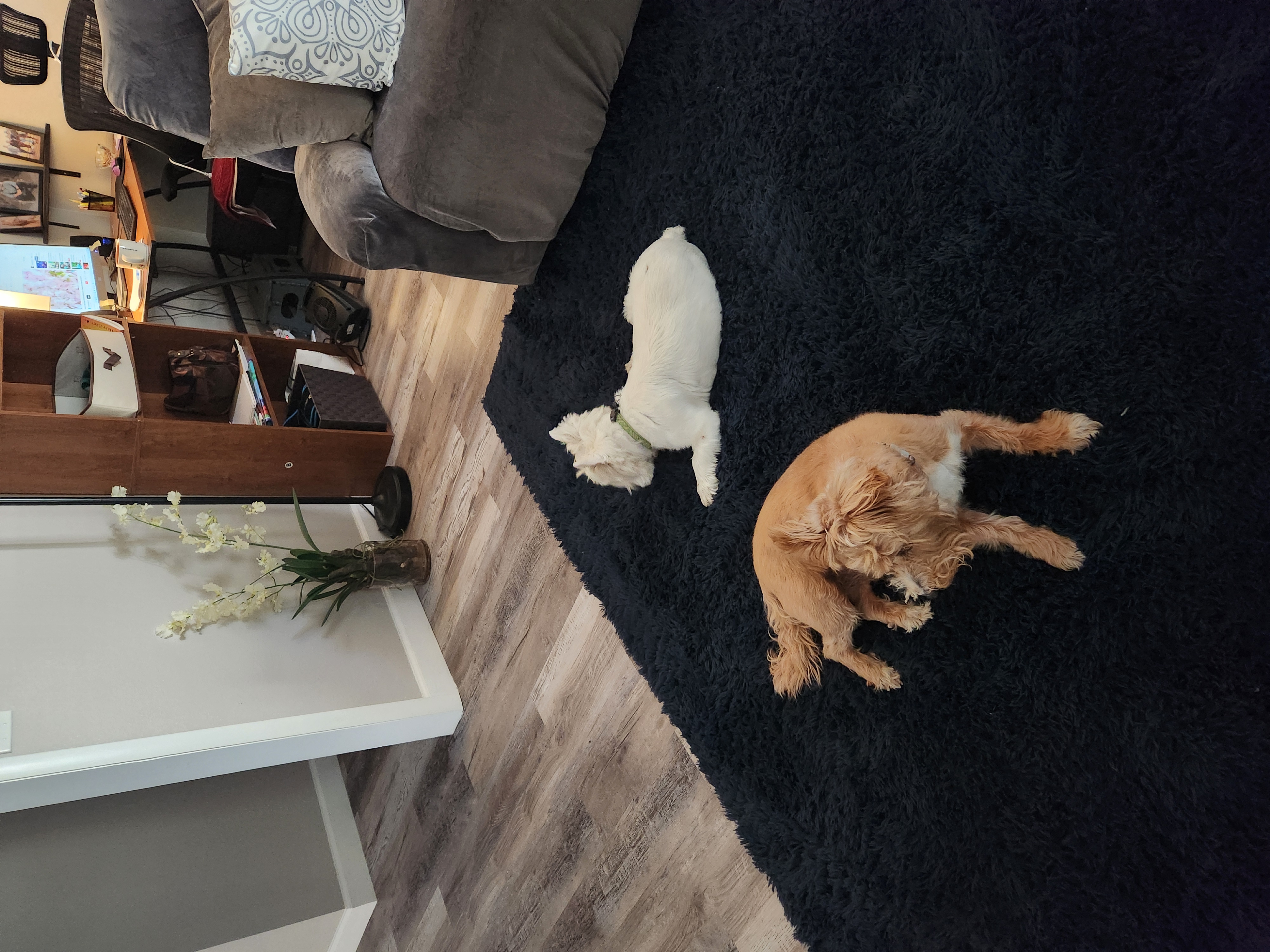 A cute cat laying comfortably on a table, looking curiously towards the camera