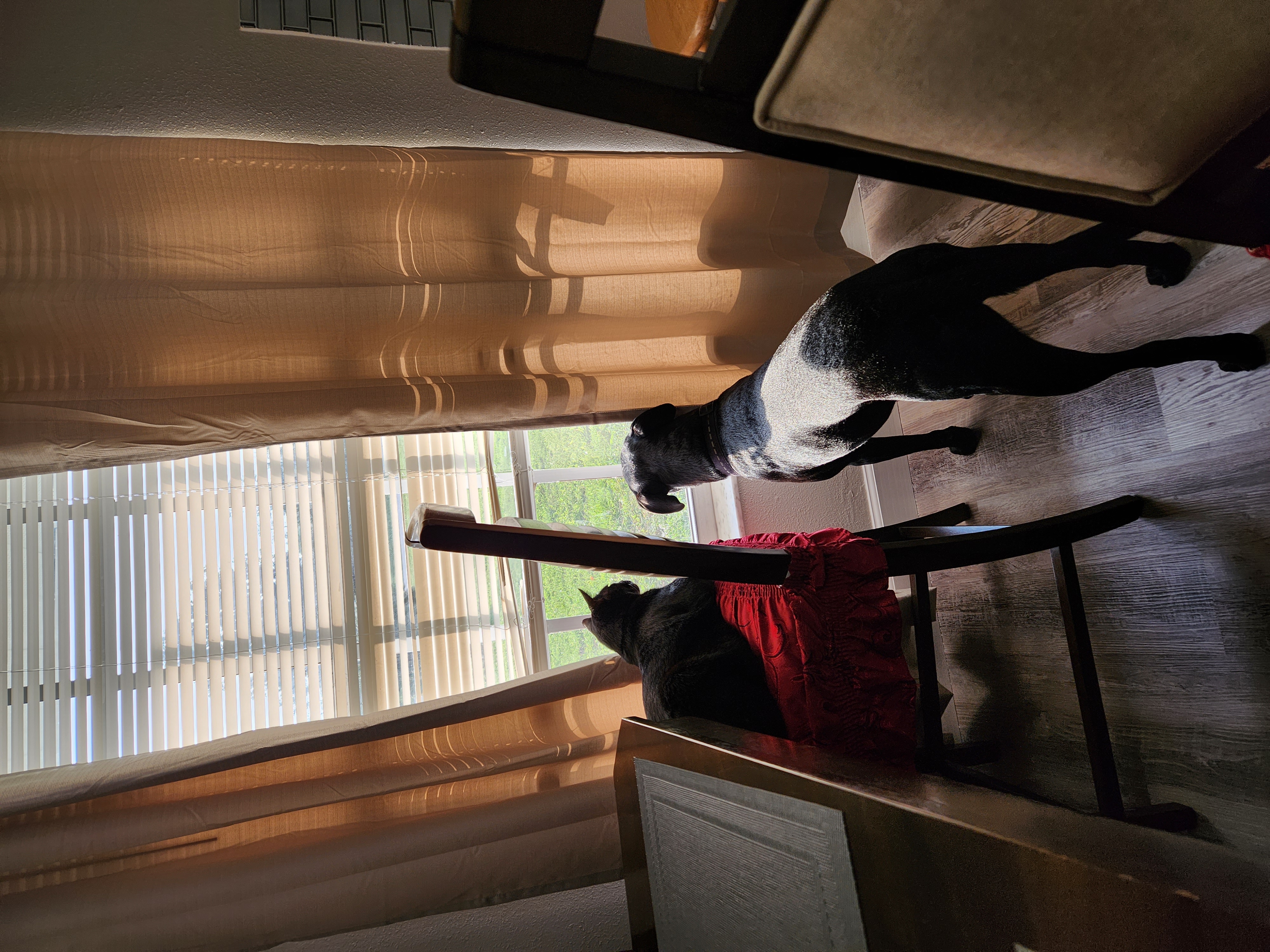 Luna enjoying a sunny day