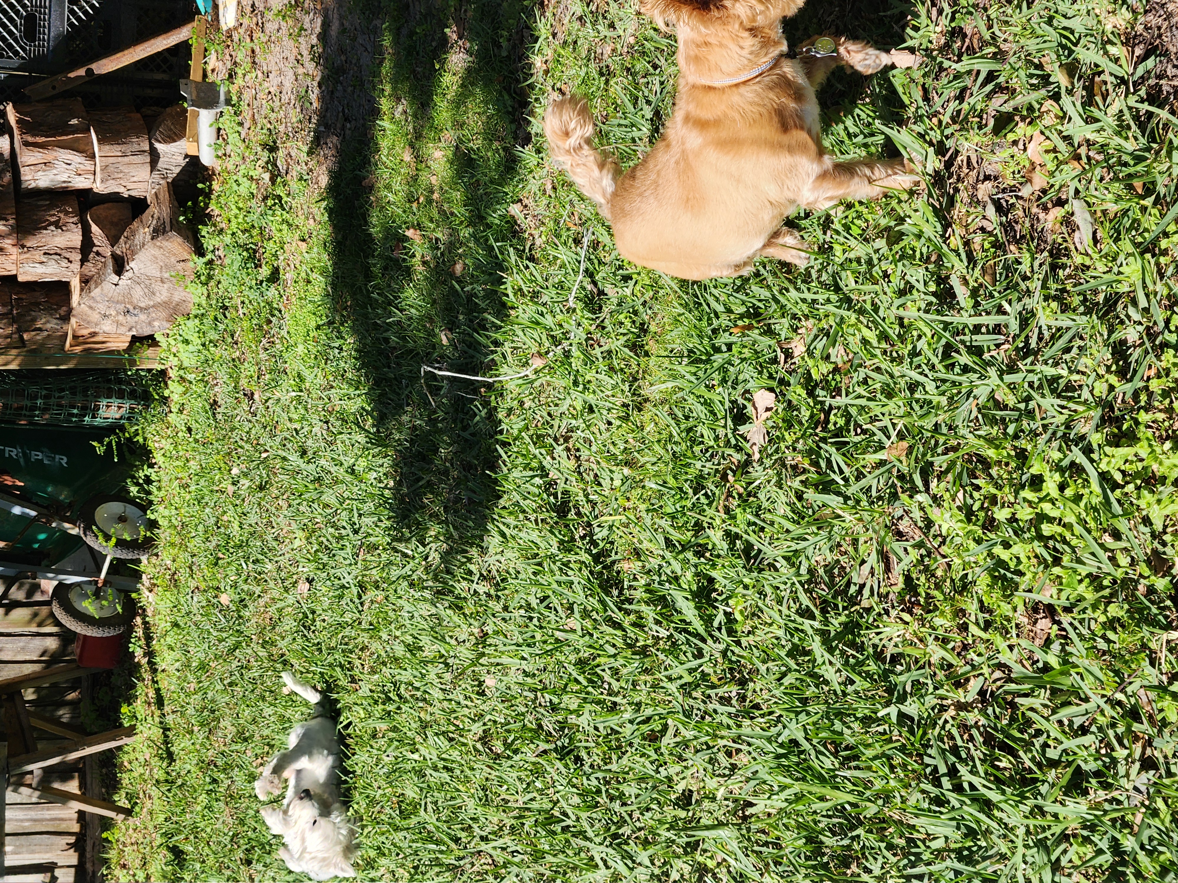 Two dogs playing happily together outside on the grass