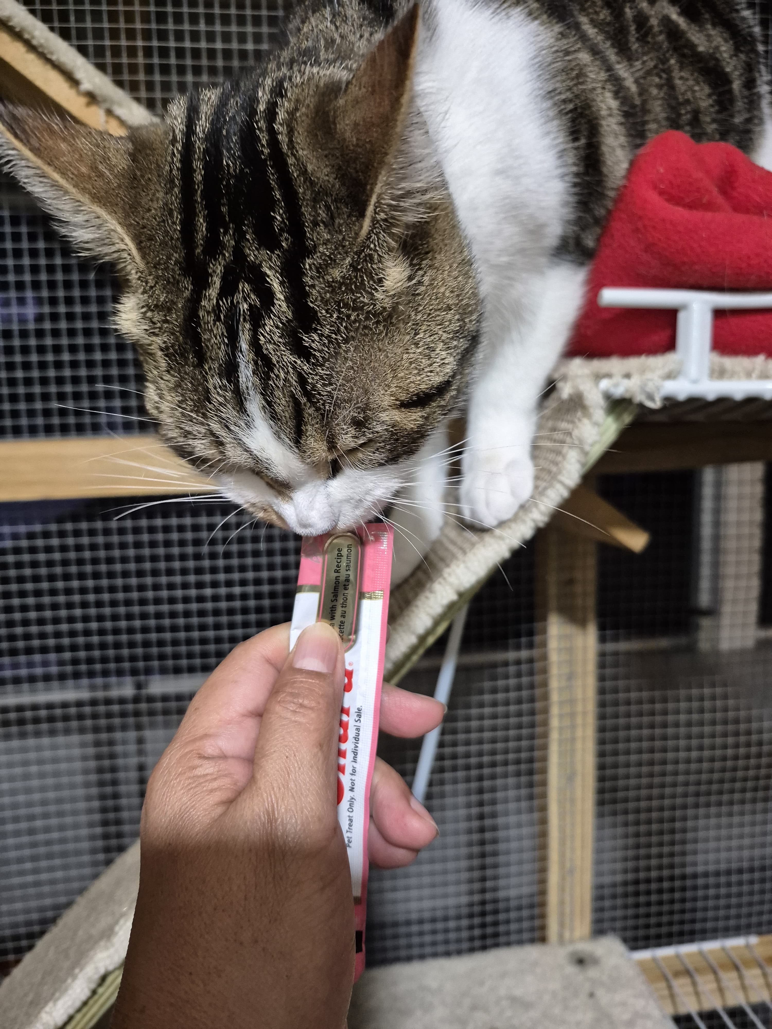 Feeding a cat a paste treat