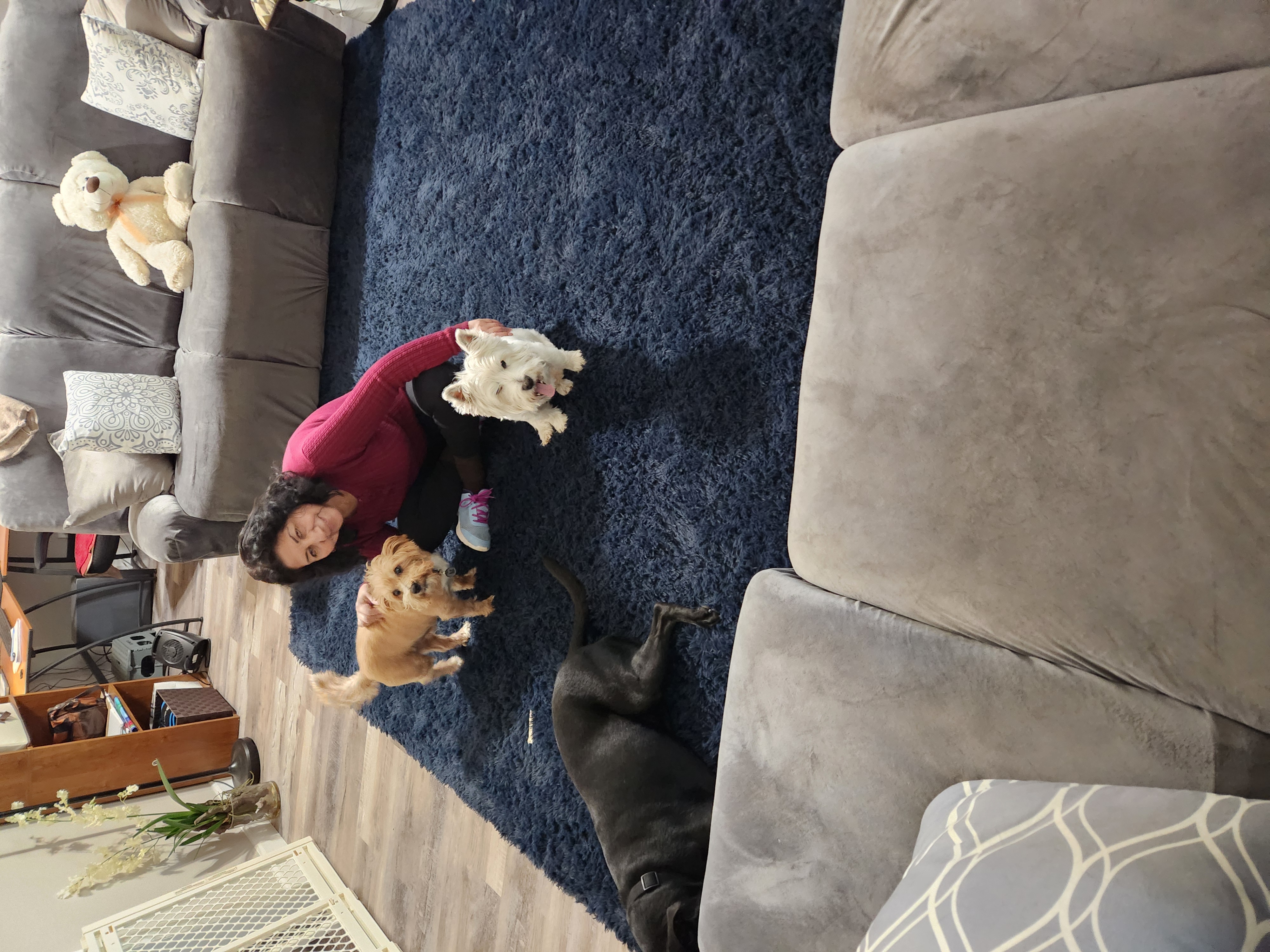 Woman playing affectionately with three dogs on a blue rug indoors